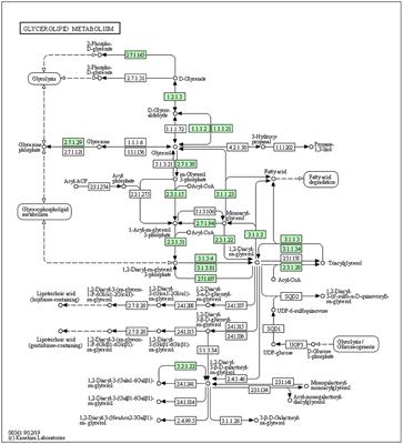 Association of DGAT1 With Cattle, Buffalo, Goat, and Sheep Milk and Meat Production Traits